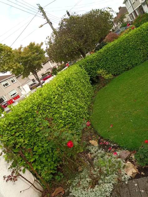 Hedge Trimming