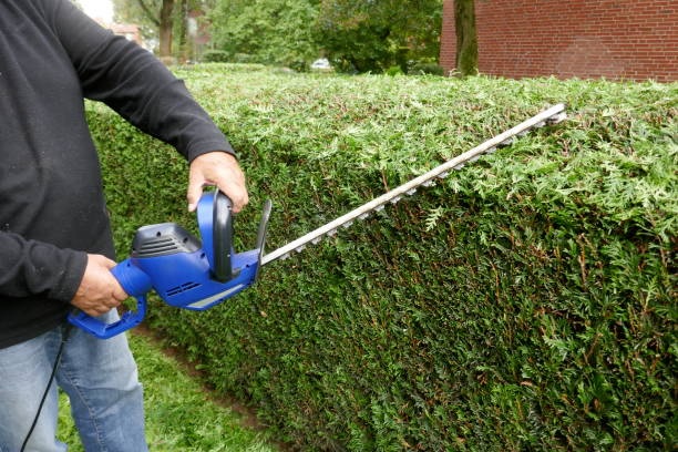 Hedge Trimming